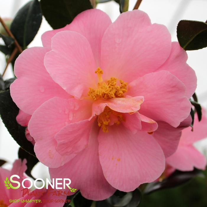 PINK ICICLE CAMELLIA