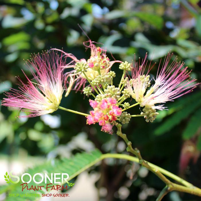 TROPICAL DREAM MIMOSA