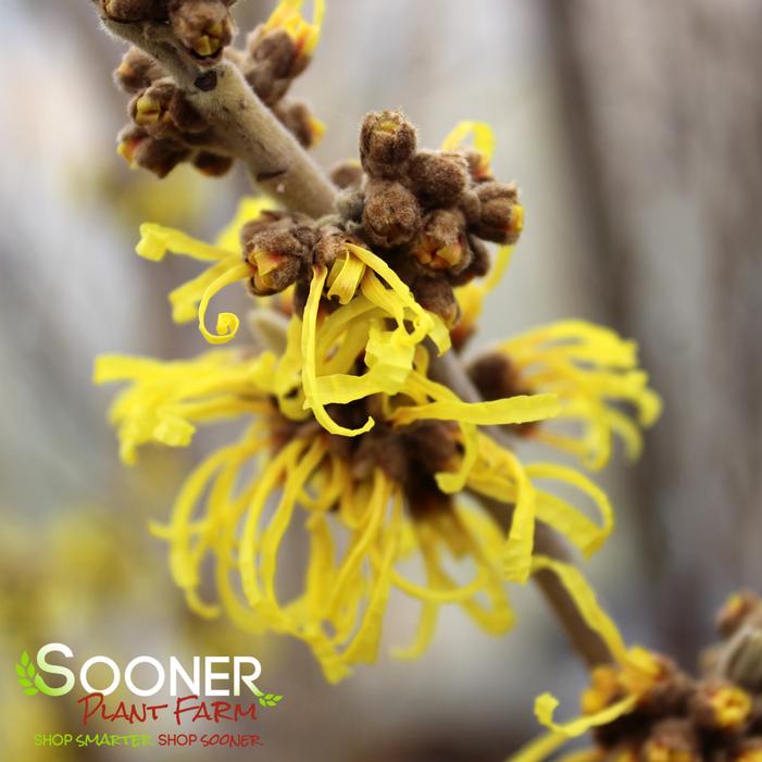 WISLEY SUPREME CHINESE WITCH HAZEL