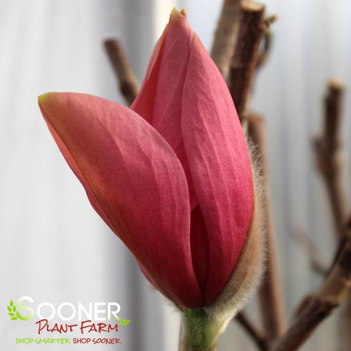 BLUSHING BELLE MAGNOLIA