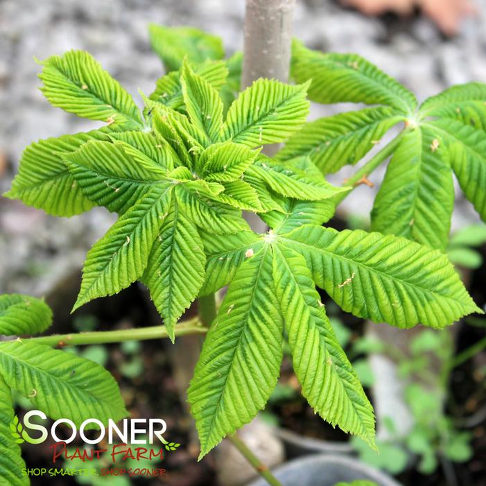 VARIEGATED RED HORSE CHESTNUT