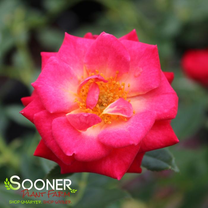 BE MY BABY™ MINIATURE SHRUB ROSE