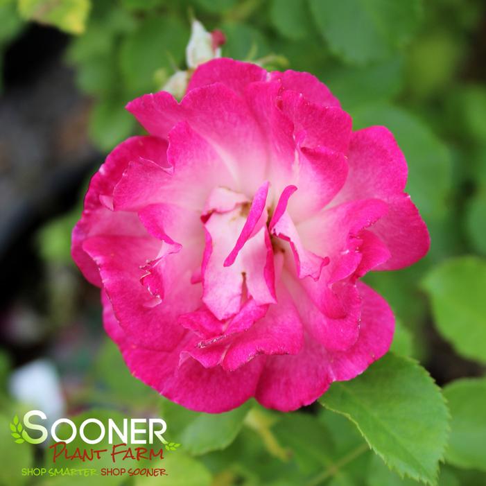 CUPID'S KISSES™ MINIATURE CLIMBING ROSE