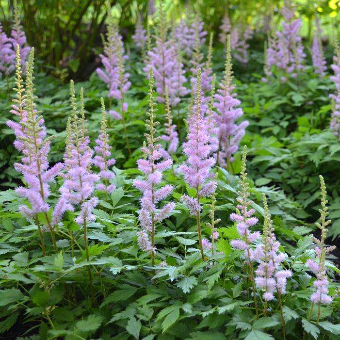 PUMILA ASTILBE