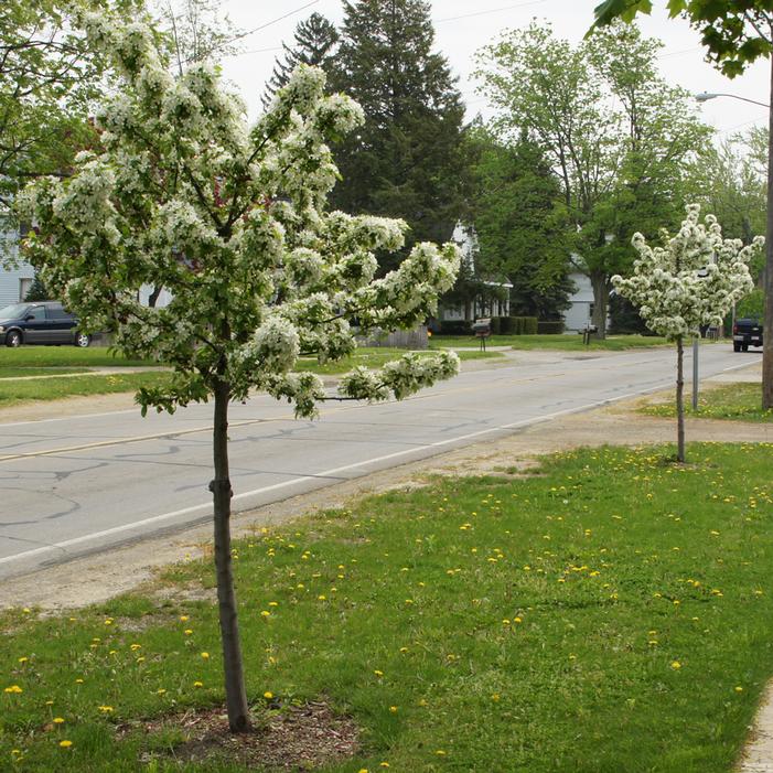 SWEET SUGAR TYME® CRABAPPLE