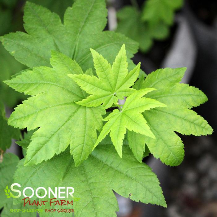 PACIFIC FIRE VINE MAPLE