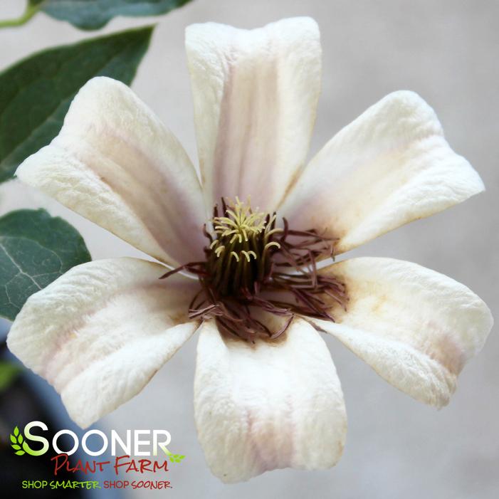 PRINCESS KATE CLEMATIS