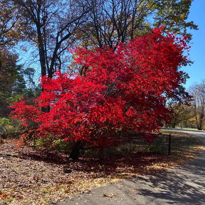 MORNING STARBURST™ VINE MAPLE