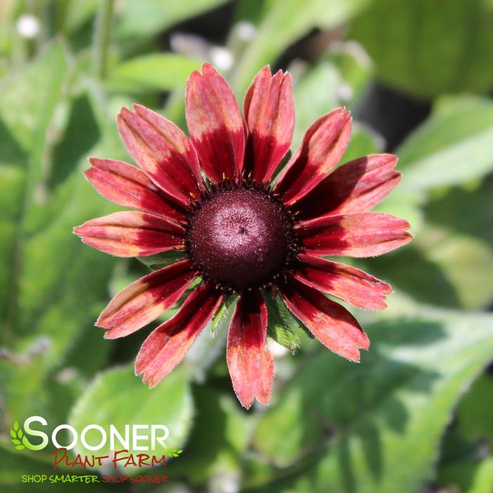 CHERRY BRANDY BLACK-EYED SUSAN