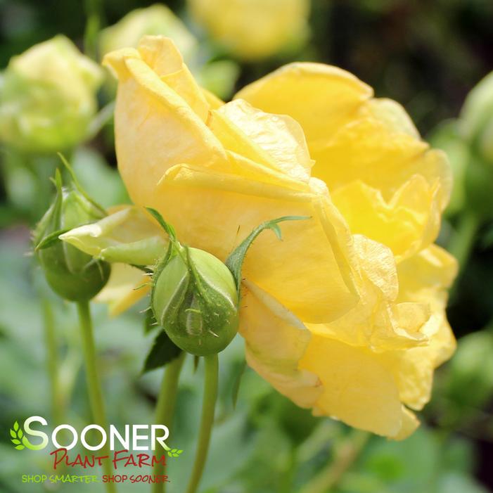 PERSIAN YELLOW FOETIDA ROSE