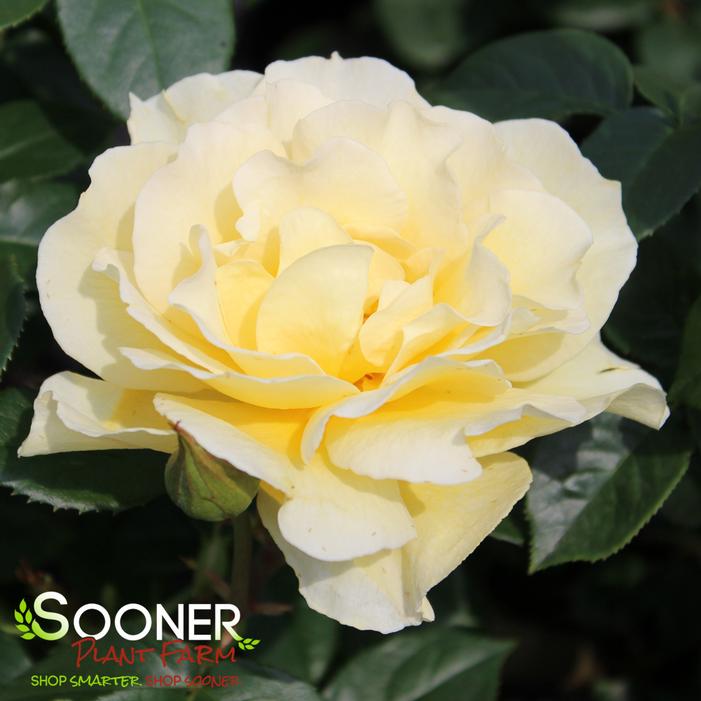QUEST FOR ZEST™ GRANDIFLORA ROSE