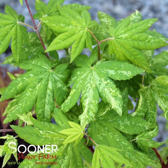 KUMOI NISHIKI FULL MOON UPRIGHT JAPANESE MAPLE
