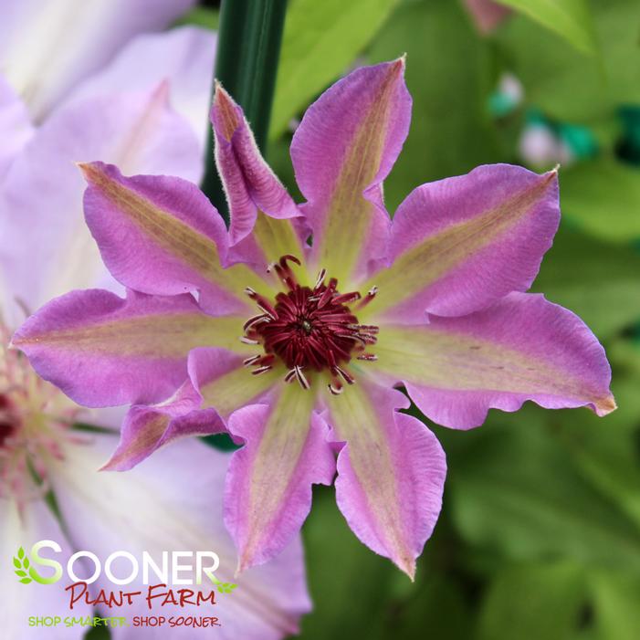 VANCOUVER™ DAYBREAK CLEMATIS