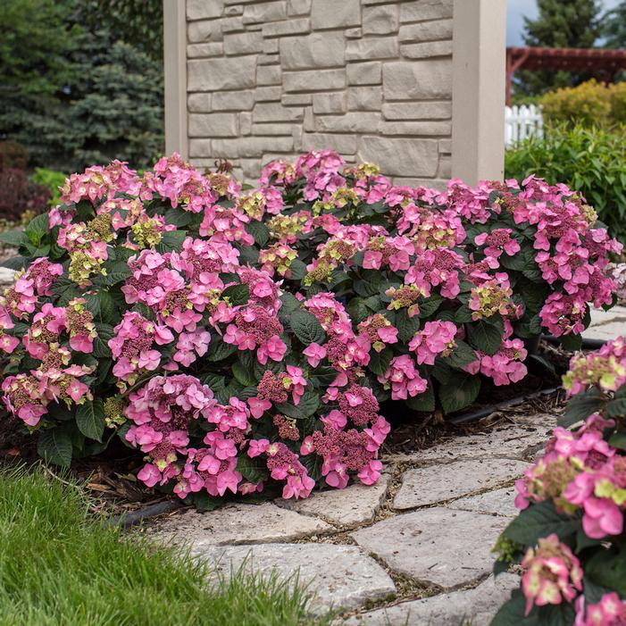 ENDLESS SUMMER® POP STAR® HYDRANGEA