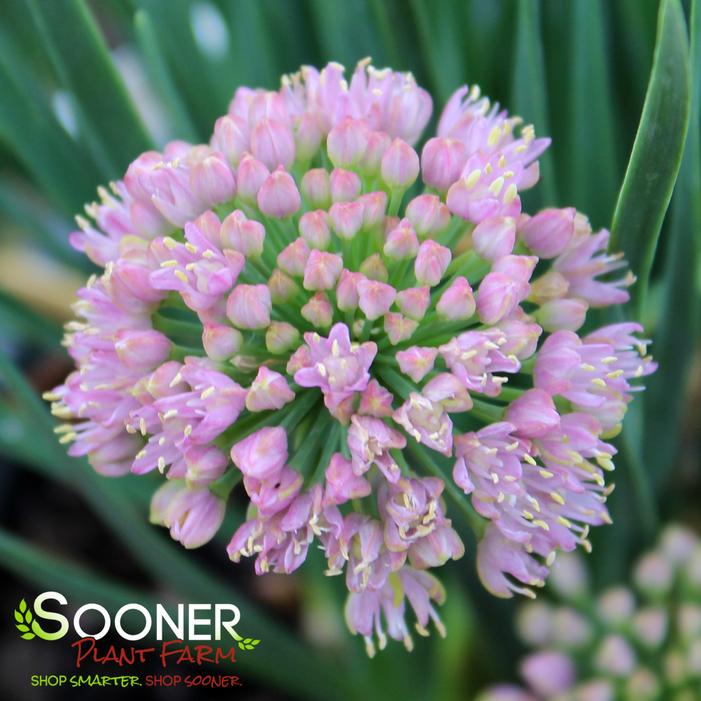 GLITTERBUG® HUMBLE BUMBLE® ORNAMENTAL ONION