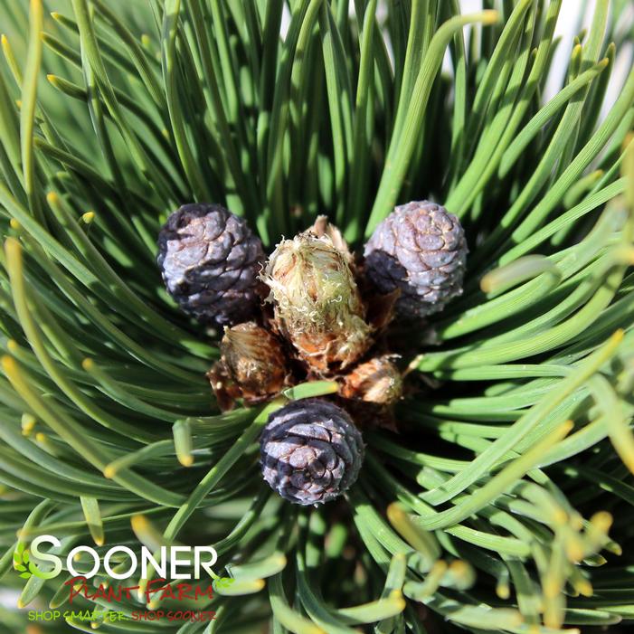 INDIGO EYES BOSNIAN PINE