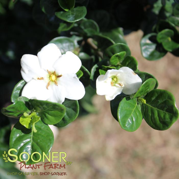 DIAMOND SPIRE® GARDENIA