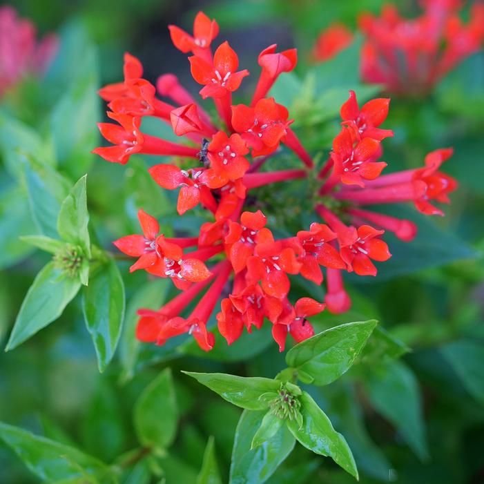 ESTRELLITA® SCARLET FIRECRACKER BUSH
