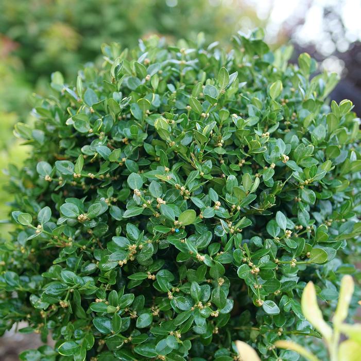 NEATBALL® BOXWOOD