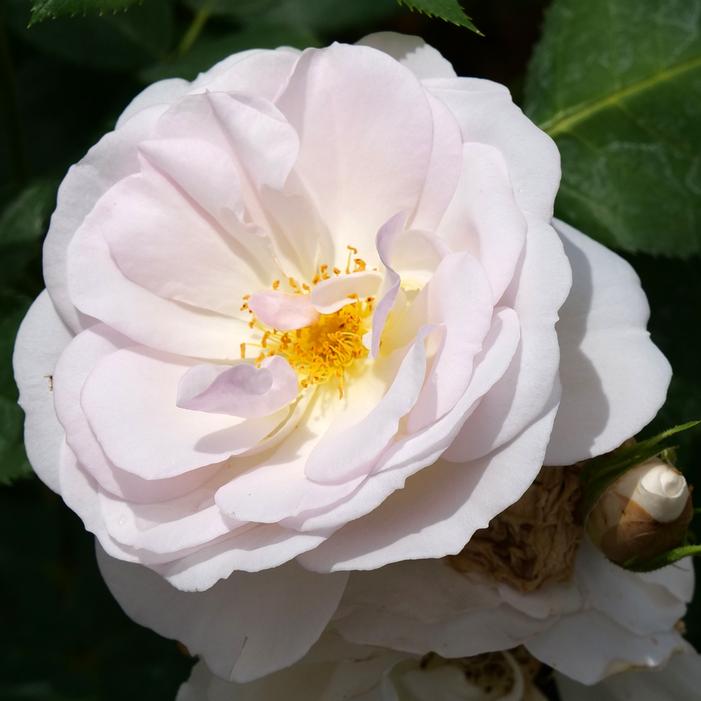 FLAVORETTE PEAR'D® ROSE