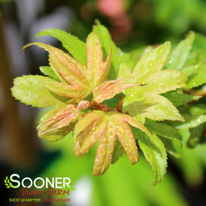 EASY BEING GREEN DWARF UPRIGHT JAPANESE MAPLE