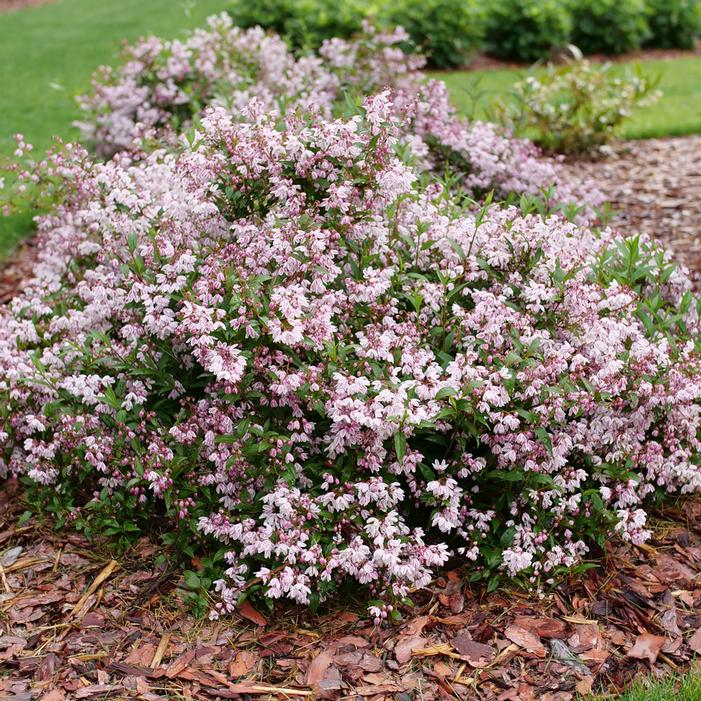 YUKI KABUKI® DEUTZIA