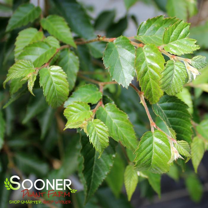 KAWAKAMI TAIWANESE HORNBEAM