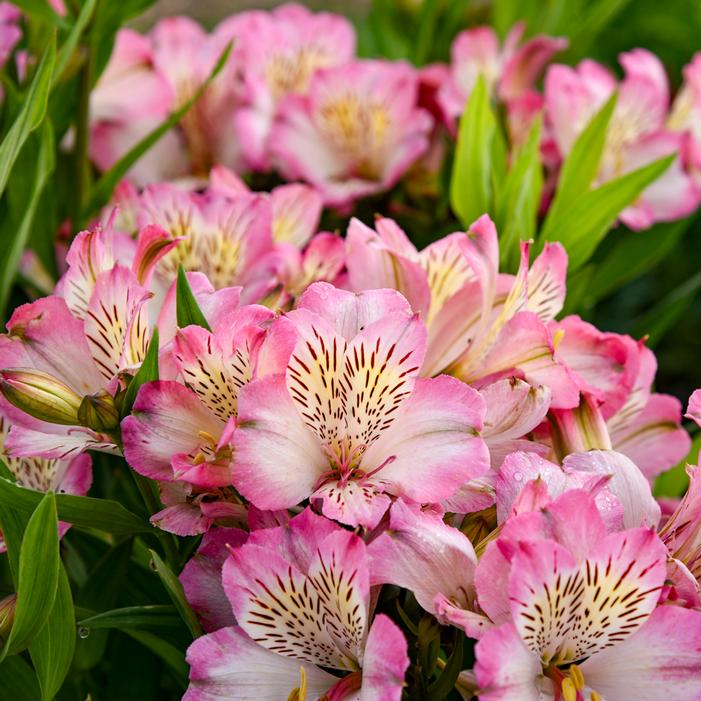 SUMMER BREAK PERUVIAN LILY