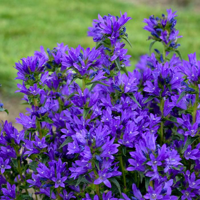 BELLS AND WHISTLES BELLFLOWER