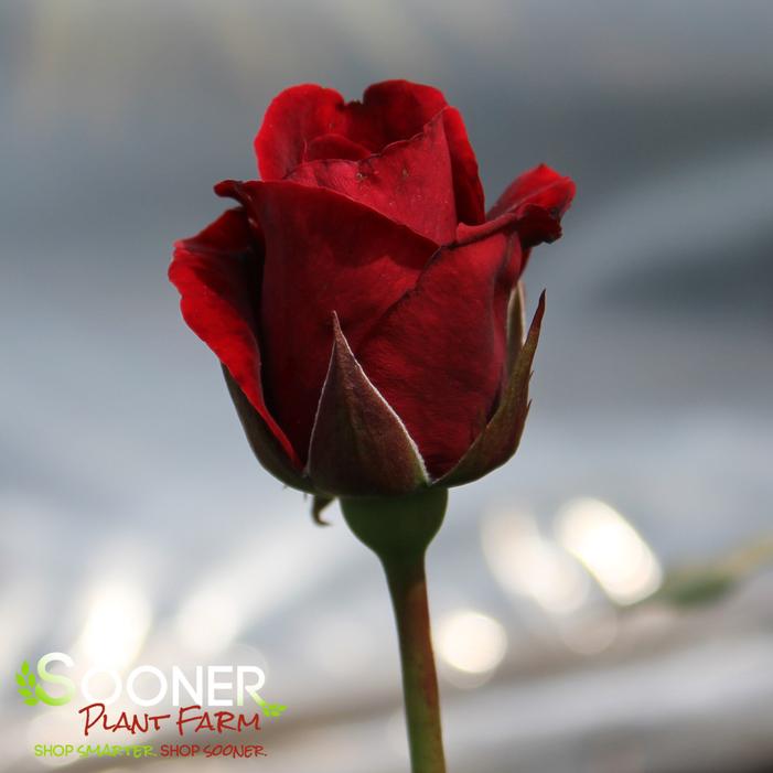 PRETTY LADY ROSE™ HYBRID TEA ROSE