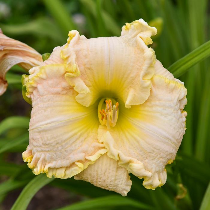 SINGULAR SENSATION DAYLILY