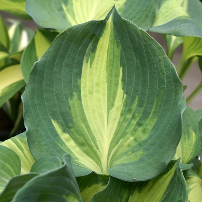 DREAM QUEEN HOSTA