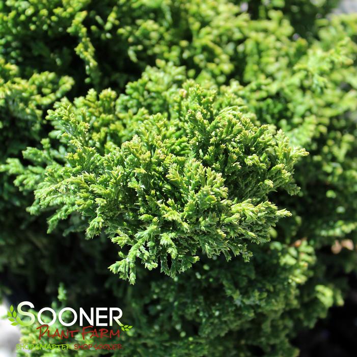 TSUKUMO DWARF SAWARA FALSE CYPRESS