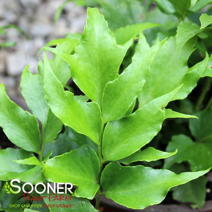 ROCHFORD'S HOLLY FERN
