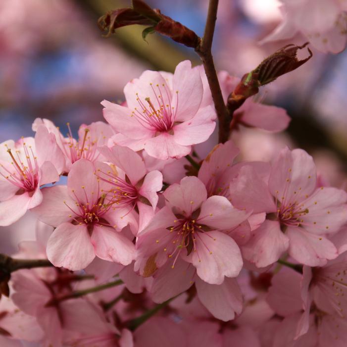 PINK FLAIR® SARGENT CHERRY