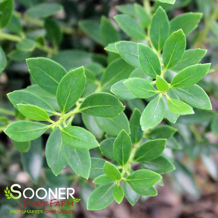 FOREVER EMERALD™ COMPACT INKBERRY