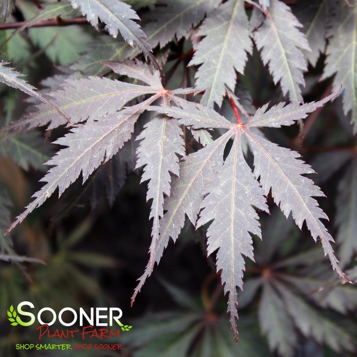 BLACK LACE UPRIGHT JAPANESE MAPLE