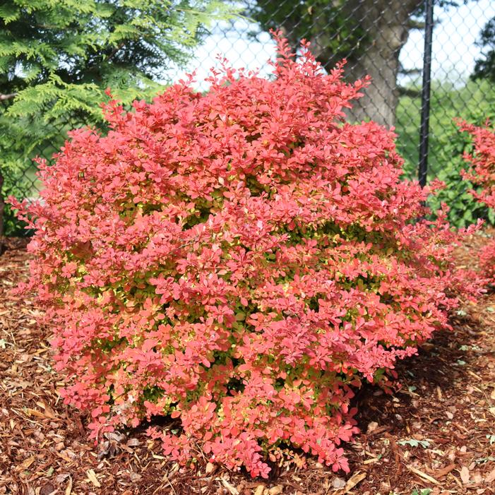 SUNJOY FAST NEO™ BARBERRY