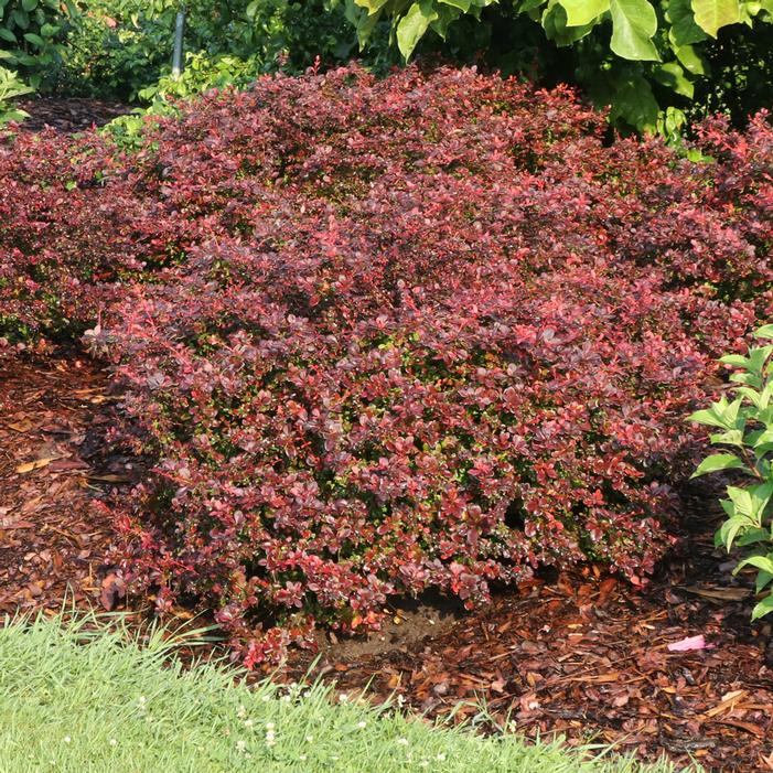 SUNJOY REALLY RED™ BARBERRY