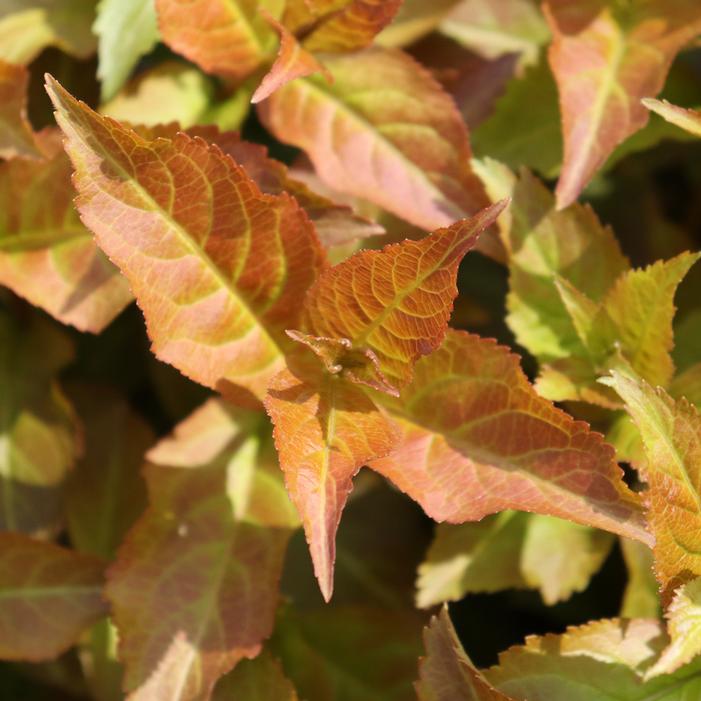 KODIAK SPICED™ BUSH HONEYSUCKLE