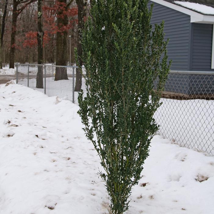 HEDGE BOX™ JAPANESE HOLLY