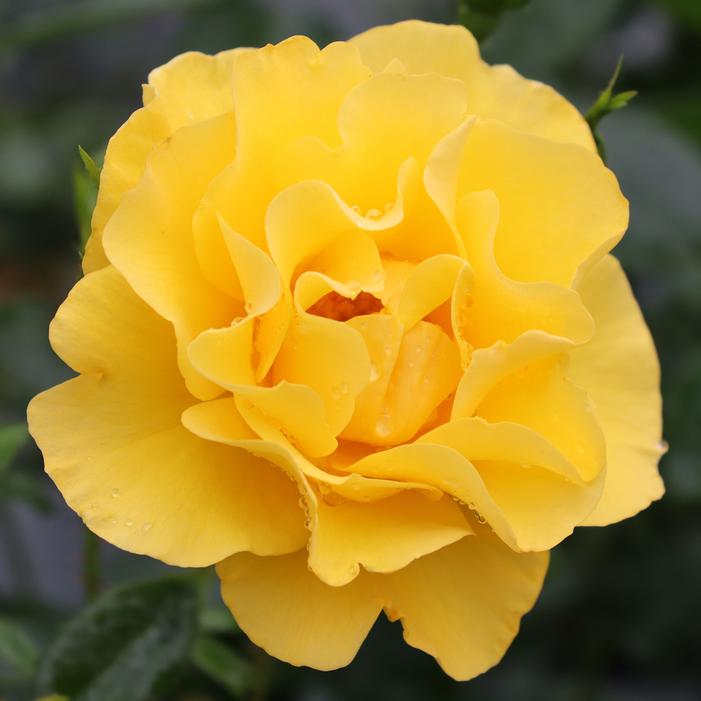 REMINISCENT® YELLOW ROSE