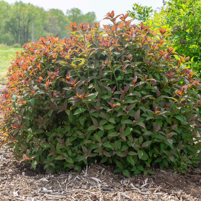 EMPIRE® ICE DRAGON™ SPIRAEA
