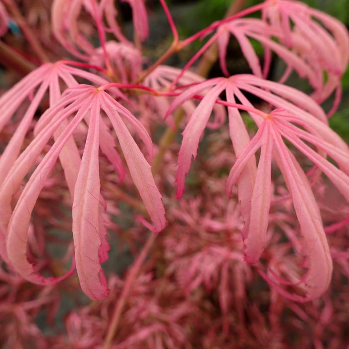 LILEEANNE'S JEWEL UPRIGHT JAPANESE MAPLE