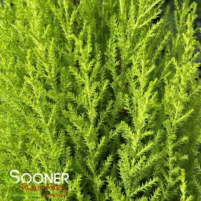 HOLIDAY LEMON MONTEREY CYPRESS
