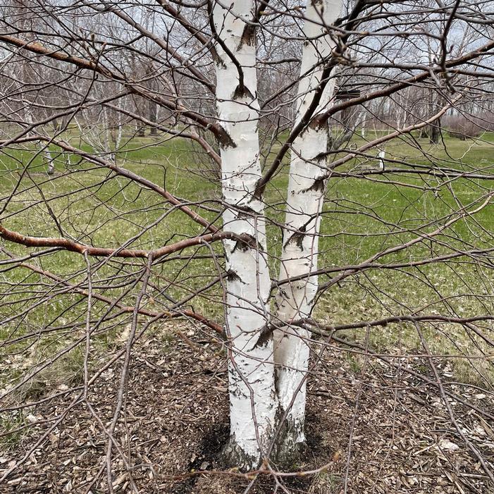EMERALD FLARE® TIANSHAN BIRCH