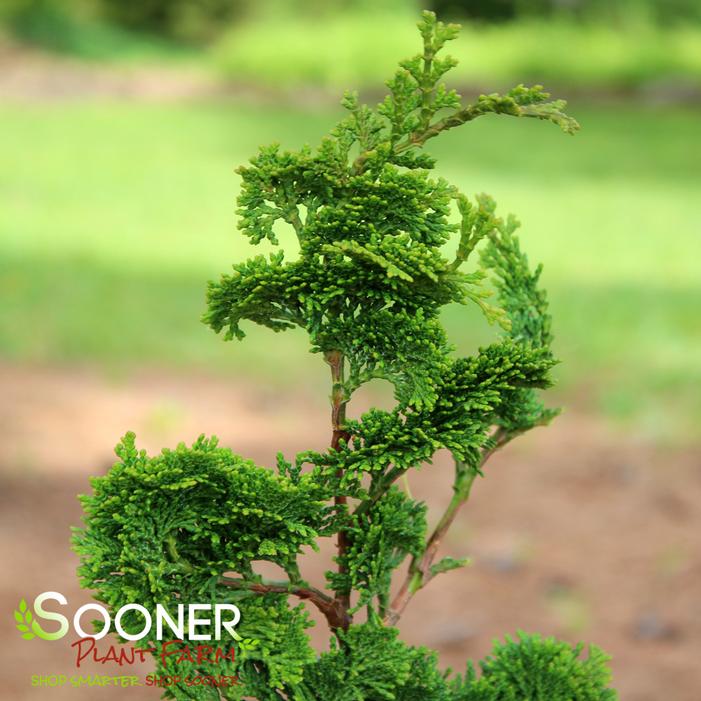 VOKEL'S UPRIGHT DWARF HINOKI FALSE CYPRESS