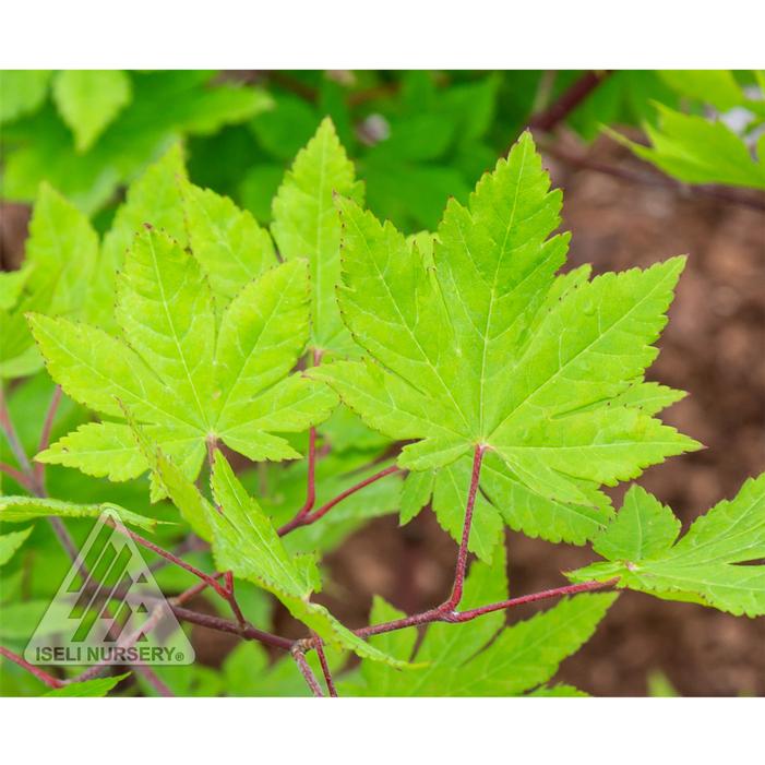 KINUGASA YAMA UPRIGHT KOREAN MAPLE