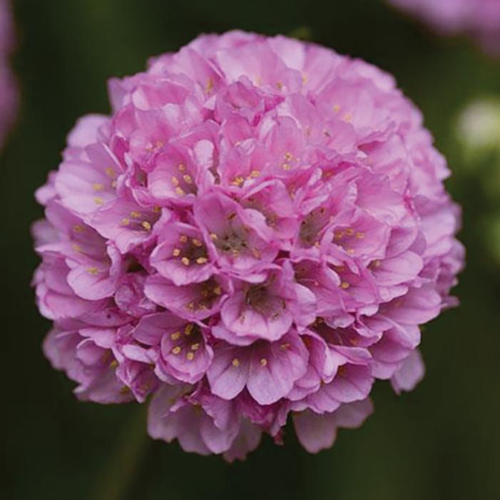 DREAMERIA® SWEET DREAMS THRIFT