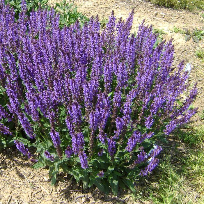 BLUE BY YOU MEADOW SAGE